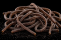 Fils acides
